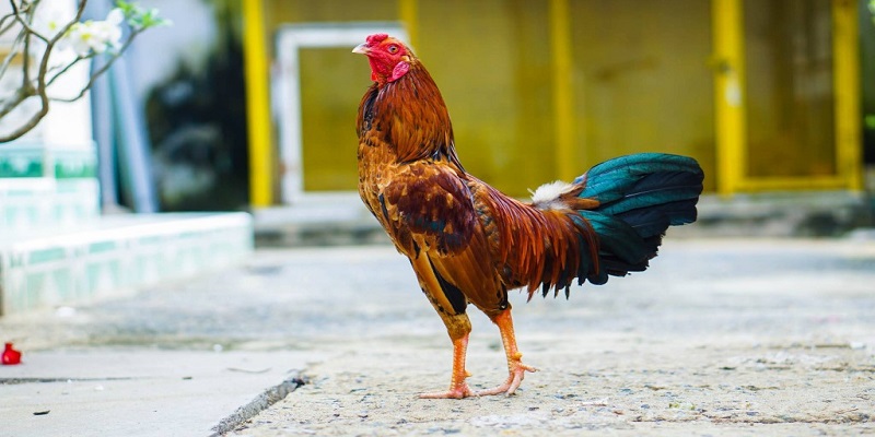 Cách Chọn Tướng Gà Đá Chuẩn Từ Cao Thủ Trong Nghề 5 Nghiên cứu thế chọi của gà qua cách xem hình tướng