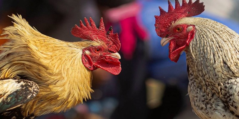 Đá Gà Hello88 - Chinh Phục Mọi Kèo Đấu Kịch Tính 3 Những lưu ý thành viên không nên bỏ qua
