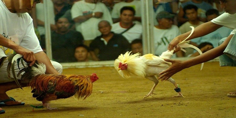 Đá Gà Philippines - Tìm Hiểu Về Hình Thức Cá Cược Hấp Dẫn 5 Đôi nét về luật thi đấu tại giải chọi gà Philippines