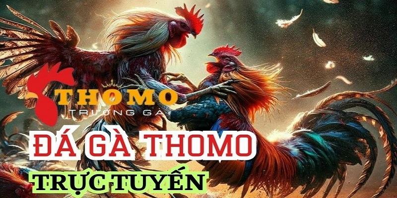 Đá Gà Thomo Là Gì? Có Nên Tham Gia Cá Cược Không 5 Đá gà trực tiếp Thomo cực hấp dẫn