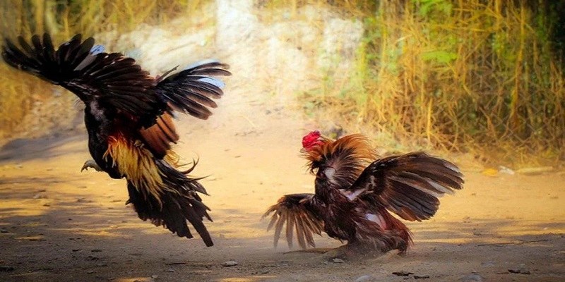 Đá Gà Thomo Là Gì? Có Nên Tham Gia Cá Cược Không 7 Lý do nên tham gia bắt kèo đá gà trực tuyến Thomo