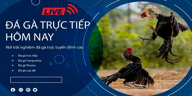 Đá Gà Thomo Là Gì? Có Nên Tham Gia Cá Cược Không 6 Sức hấp dẫn đến từ hình thức chọi gà Thomo