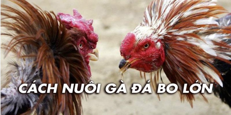 Cách nuôi gà đá bo trở thành một chiến kê mạnh mẽ nhất 6 Kinh nghiệm và cách nuôi gà đá bo rất quan trọng