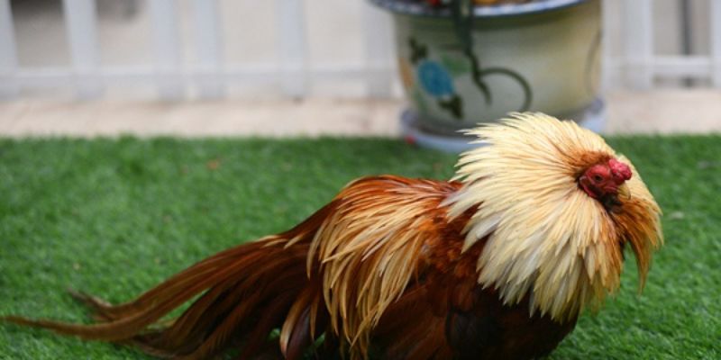 Trực Tiếp Đá Gà Tre - Kinh Nghiệm Chơi Giành chiến thắng 6 Giới thiệu chung về khái niệm trực tiếp đá gà tre