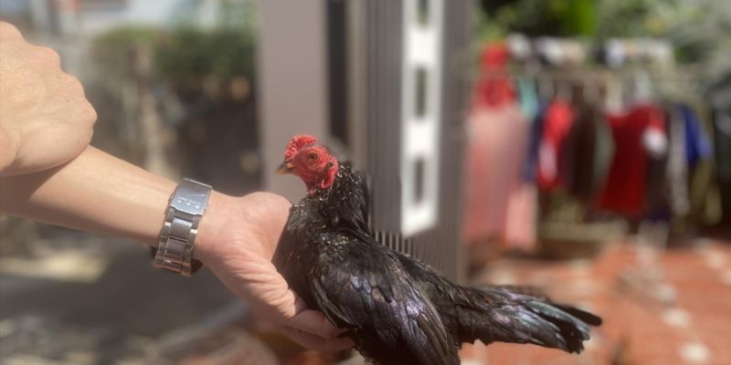 Trực Tiếp Đá Gà Tre - Kinh Nghiệm Chơi Giành chiến thắng 7 Trực tiếp đá gà tre mang lại cảm giác lôi cuốn