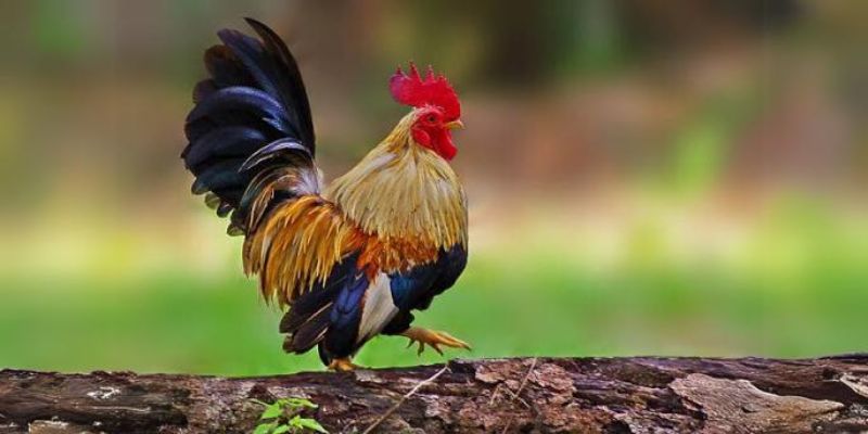 Trực Tiếp Đá Gà Tre - Kinh Nghiệm Chơi Giành chiến thắng 8 Nên hiểu rõ thành tích chiến kê khi đặt cược gà tre