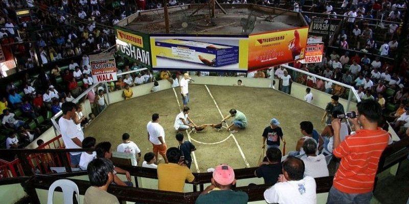 Trường Gà Savan Là Gì? Cách Xem Trực Tiếp Trường Gà Savan 5 Giới thiệu trường gà hot nhất tại Lào